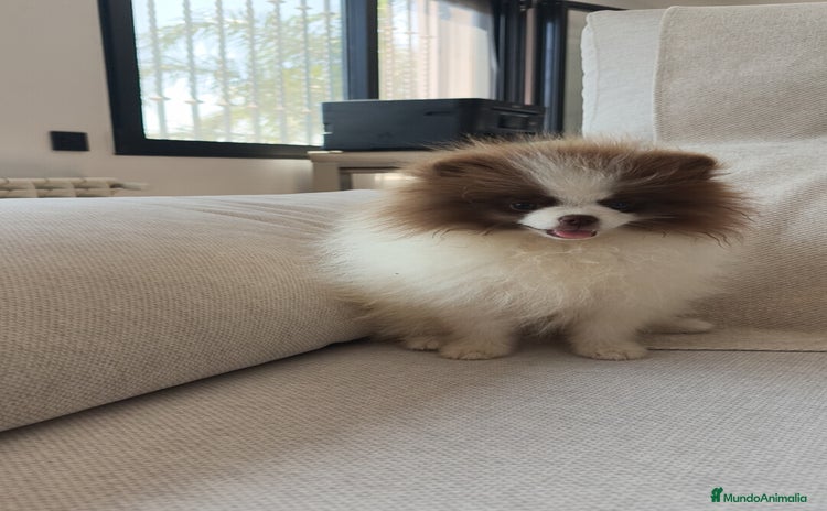 Pomerania perros - Propaganda 1