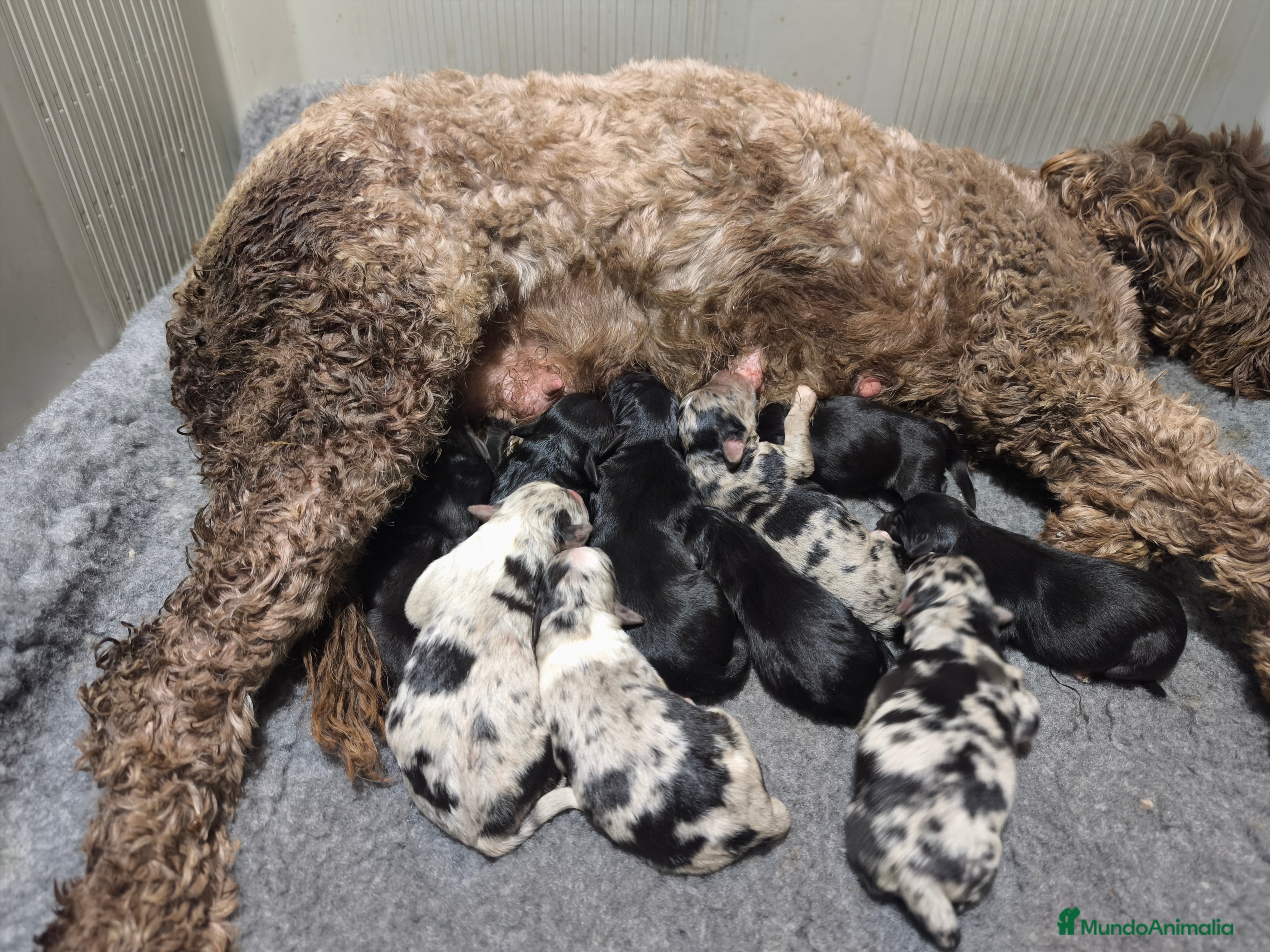 Raza Mixta perros Cachorros bordoodles (caniche x border collie) - Anuncio 16