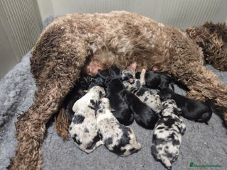 Raza Mixta perros Cachorros bordoodles (caniche x border collie) - Anuncio 1