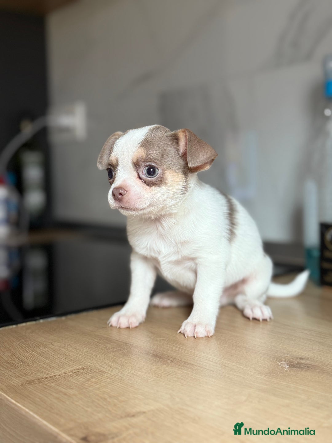 Chihuahua perros en venta: Chihuahuas estándar ojos azules  - Anuncio 2