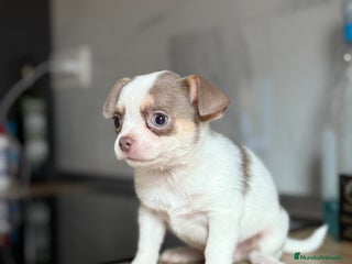 Chihuahua perros Chihuahuas estándar ojos azules - Anuncio 19