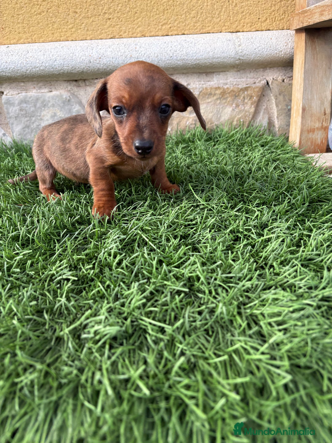 Teckel Miniatura perros en venta: Teckel Kaninchen macho Merle chocolate diluido  - Anuncio 7