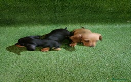 Teckel Miniatura perros en venta: Cachorros de TECKEL MINIATURA - Imagen 2