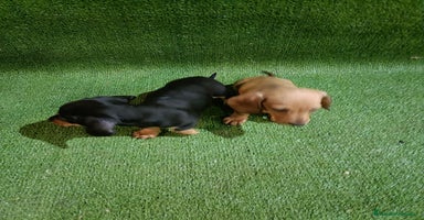Teckel Miniatura perros - Anuncio 12