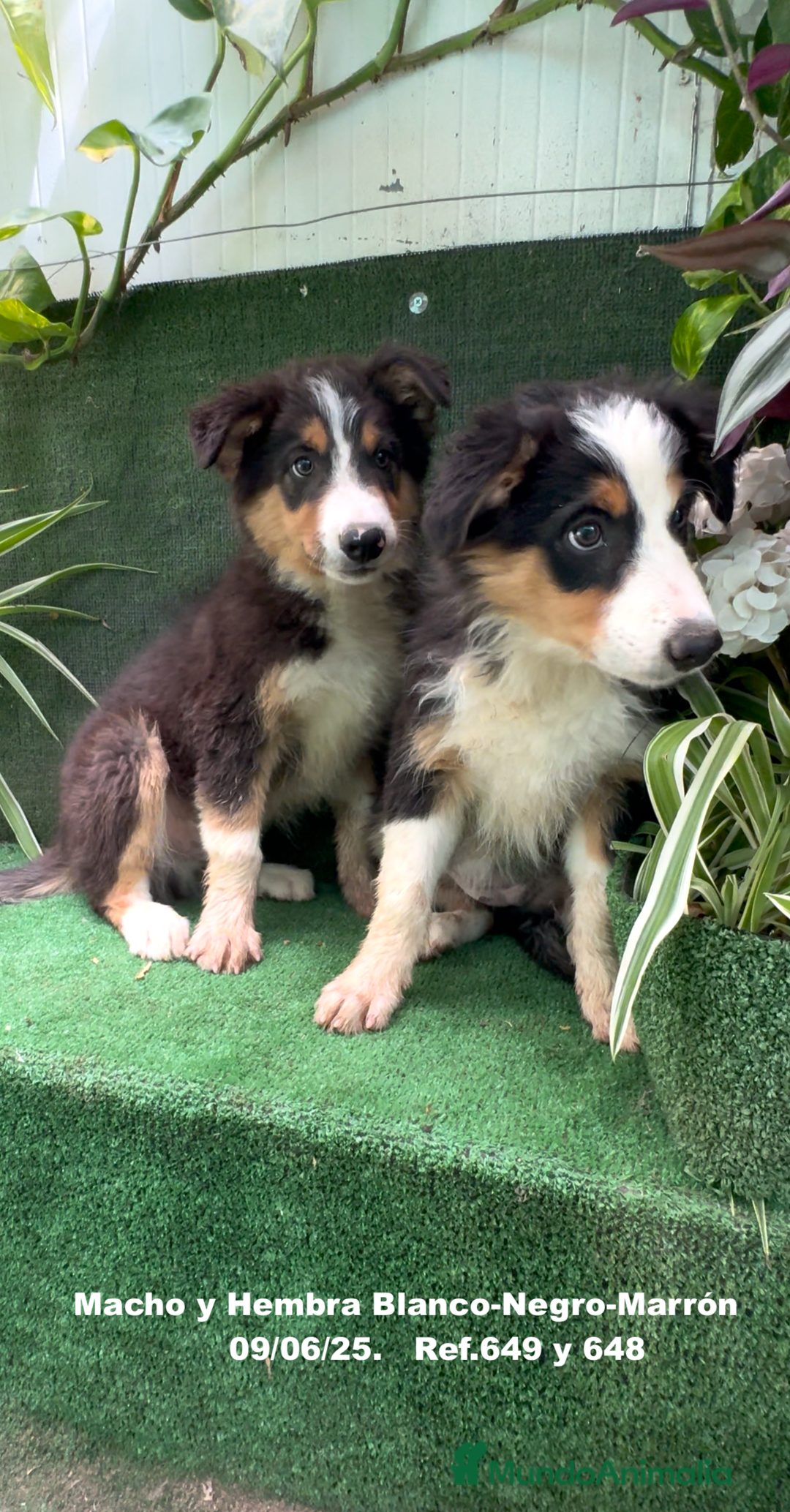Border Collie perros en venta: BORDER COLLIE TRICOLOR - Imagen 11