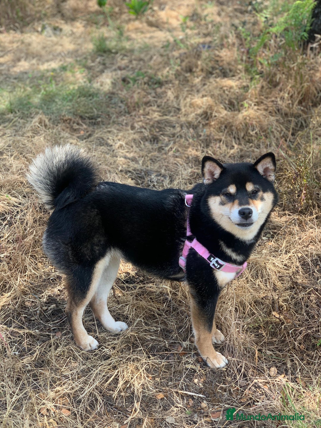 Shiba Inu perros en venta: Cachorros de calidad  - Imagen 6