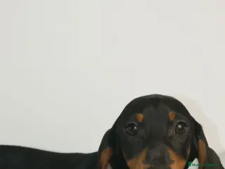 Teckel Miniatura perros CACHORRITO DE TECKEL MINIATURA - Anuncio 1