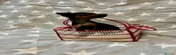 Pinscher Miniatura perros en venta: Pinscher miniatura - Anuncio 3
