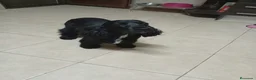Cocker Spaniel Inglés perros en venta: Cachorros Cocker Spaniel Inglés Ruano Naranjas - Anuncio 4