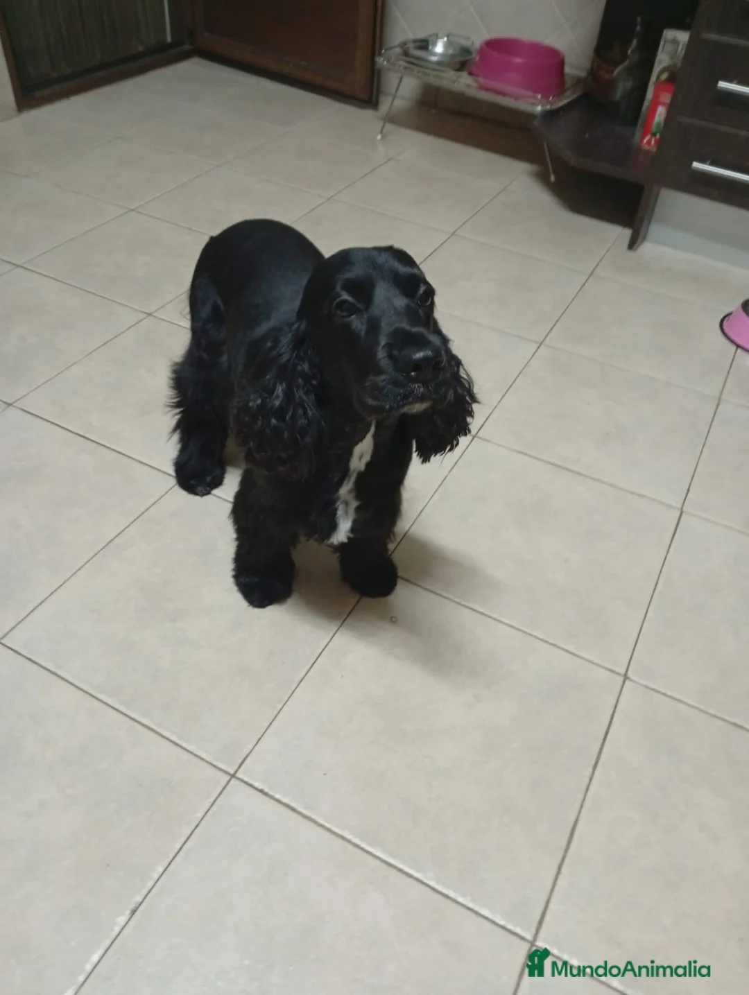 Cocker Spaniel Inglés perros en venta: Cachorros Cocker Spaniel Inglés Ruano Naranjas - Anuncio 4