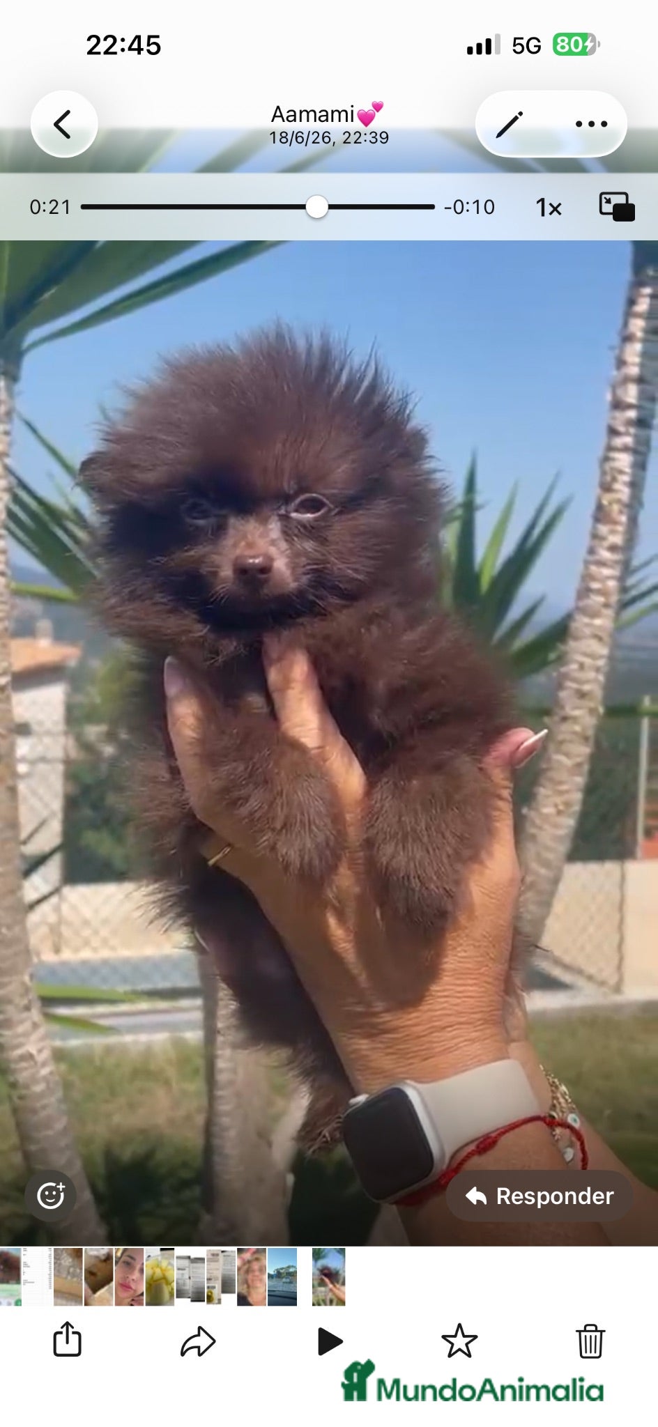 Pomerania perros Precioso Pomerania chocolate diminuto 🐾🤎 - Anuncio 1
