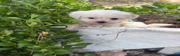 Bichón Maltés perros en venta: Bichon Maltés  - Anuncio 4