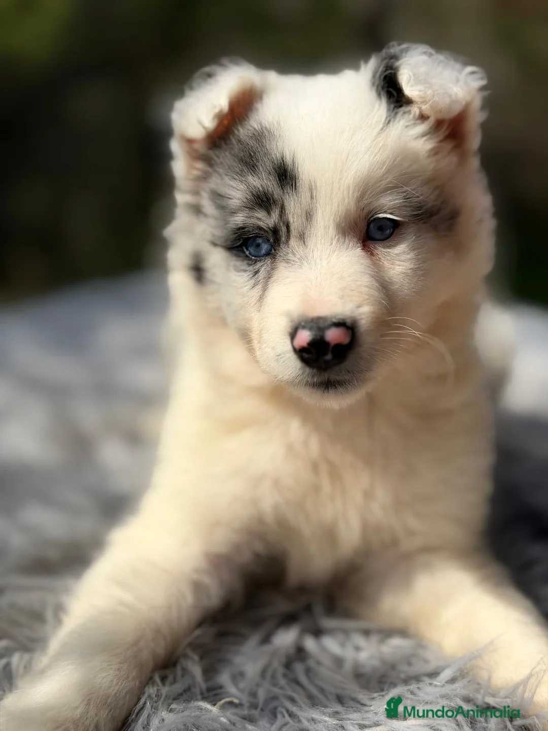 Border Collie perros en venta: CAMADA BORDER COLLIE DISPONIBLES - Anuncio 9
