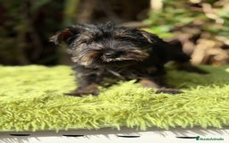 Schnauzer Miniatura perros en venta: Schnauzer mini sal y pimienta  - Anuncio 1