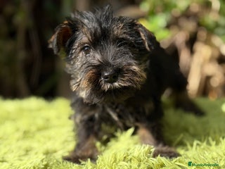 Schnauzer Miniatura perros Schnauzer mini sal y pimienta - Anuncio 1