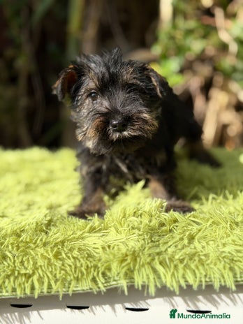 Schnauzer Miniatura perros Schnauzer mini sal y pimienta - Anuncio 2