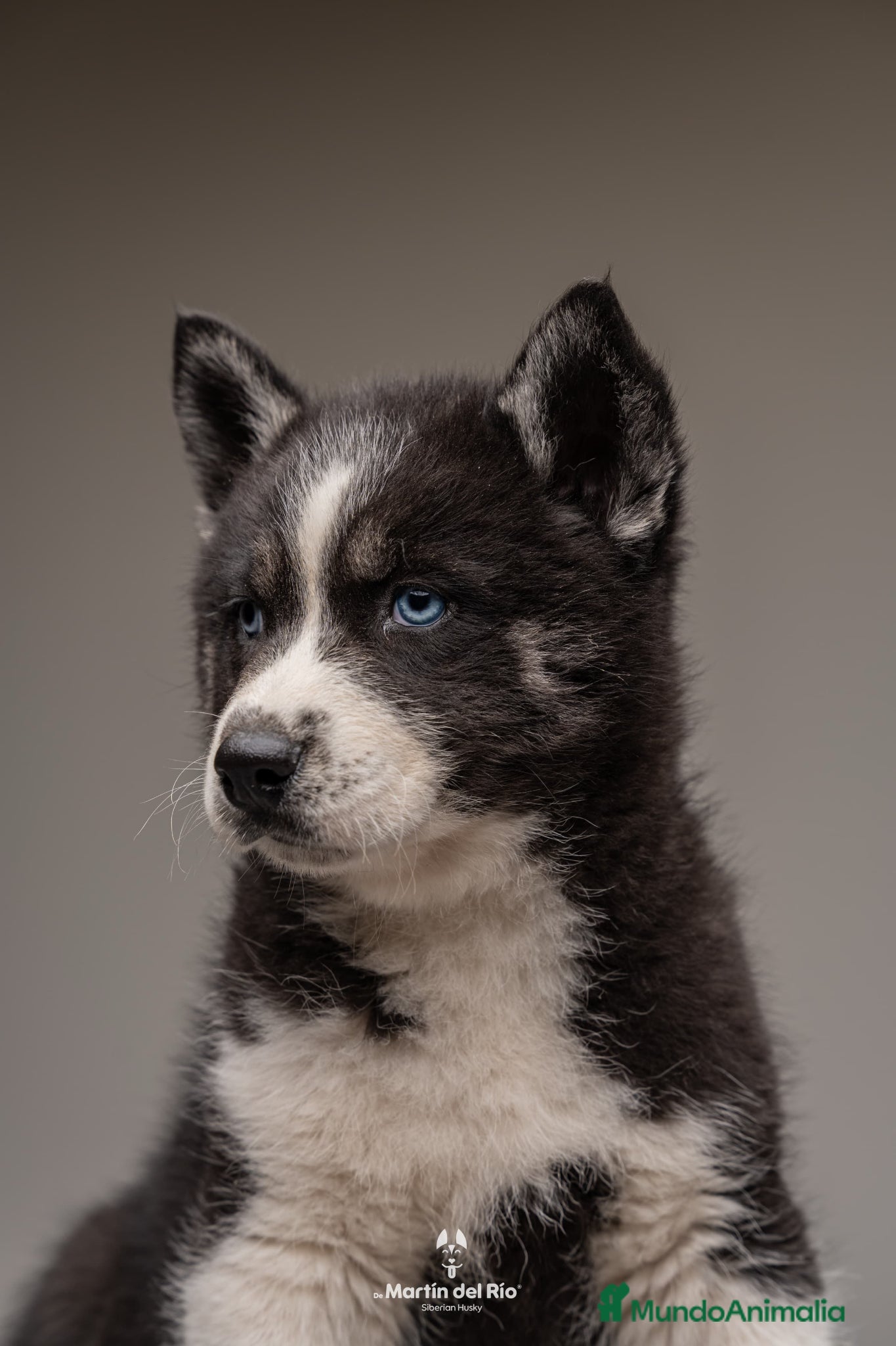 Husky Siberiano perros CACHORRO Siberian Husky Agouti. - Anuncio 1