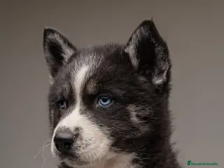 Husky Siberiano perros CACHORRO Siberian Husky Agouti. - Anuncio 3