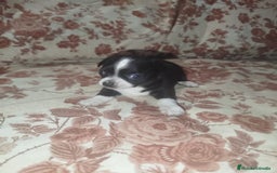 Chihuahua perros en venta: Hembra chihuahua  - Imagen 7