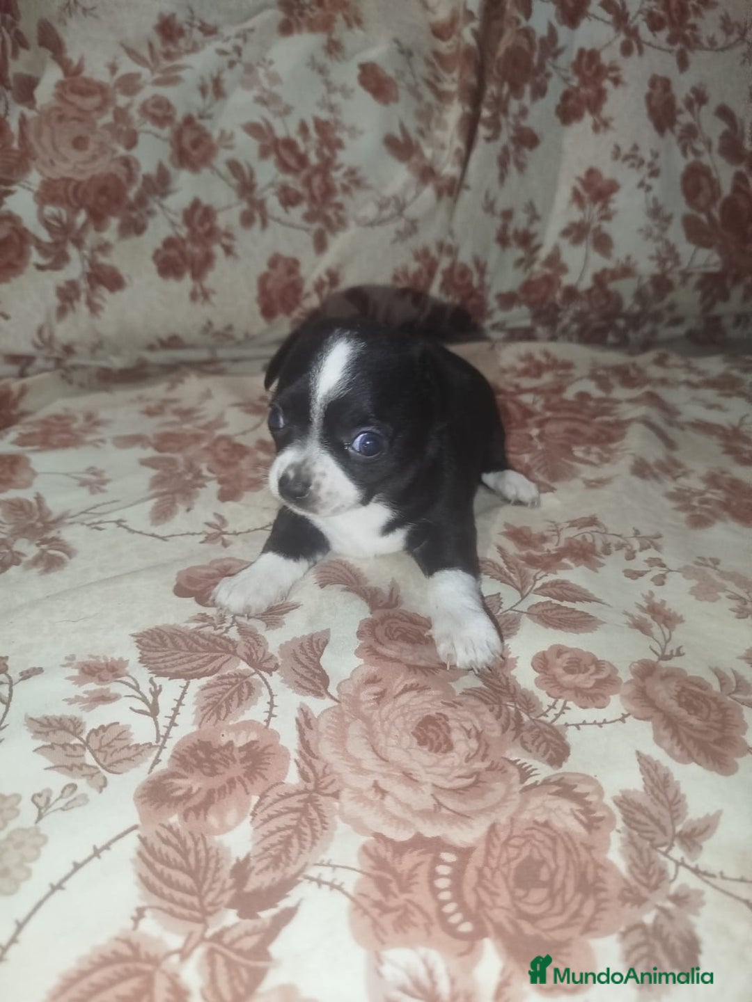 Chihuahua perros en venta: Hembra chihuahua  - Imagen 7