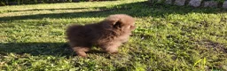 Pomerania perros en venta: Pomerania super toy - Anuncio 19