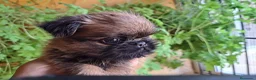 Grifón de Bruselas perros en venta: Griffon de bruselas - Anuncio 5