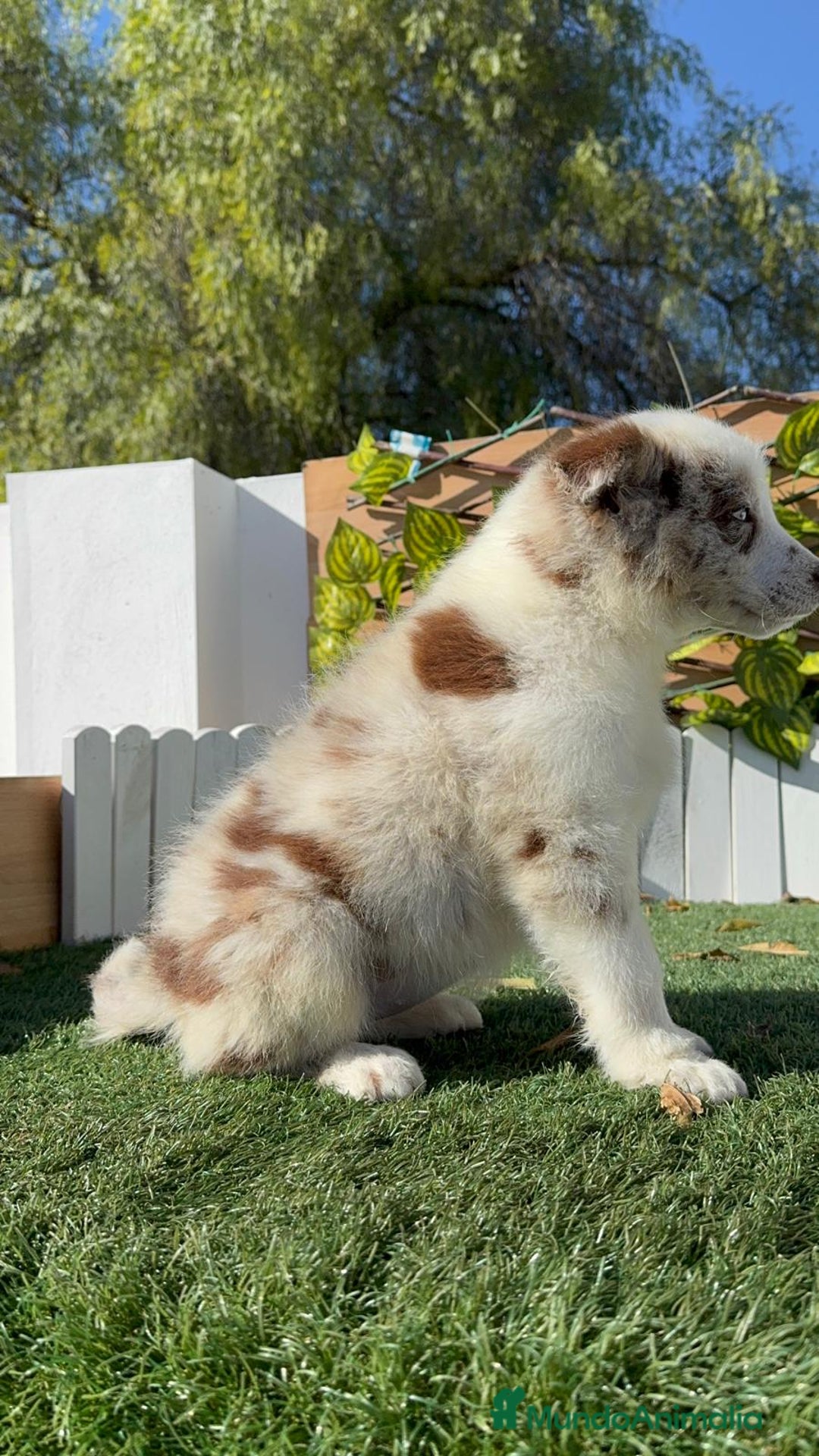 Border Collie perros en venta: BORDER COLLIE - Anuncio 28