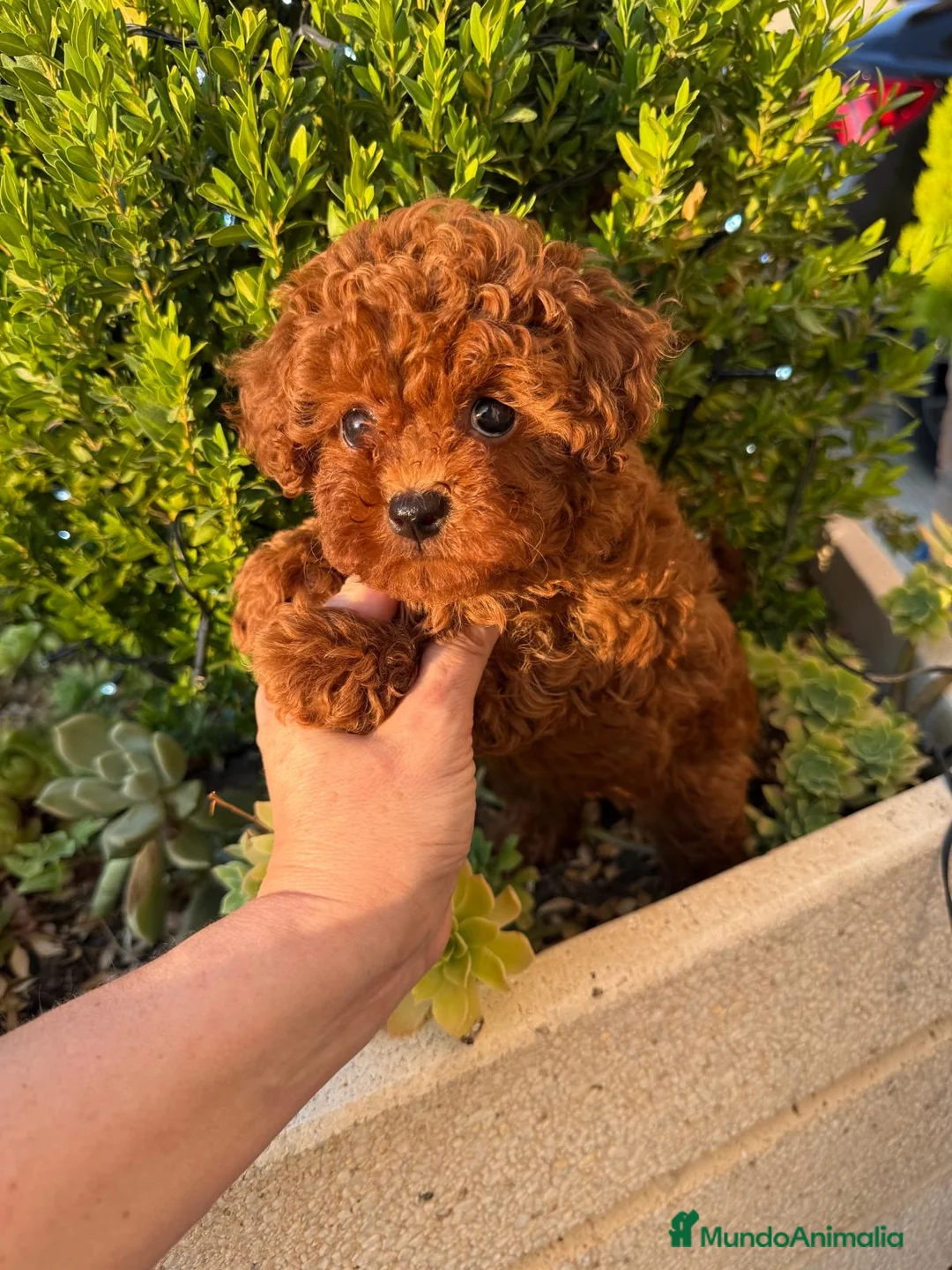 Caniche Toy perros en venta: Caniche Toy, nueva camada !!! Asiáticos  - Anuncio 1
