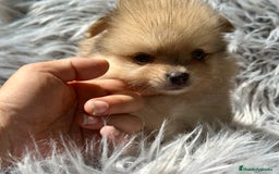 Pomerania perros en venta: POMERANIA TOY DISPONIBLES - Imagen 4
