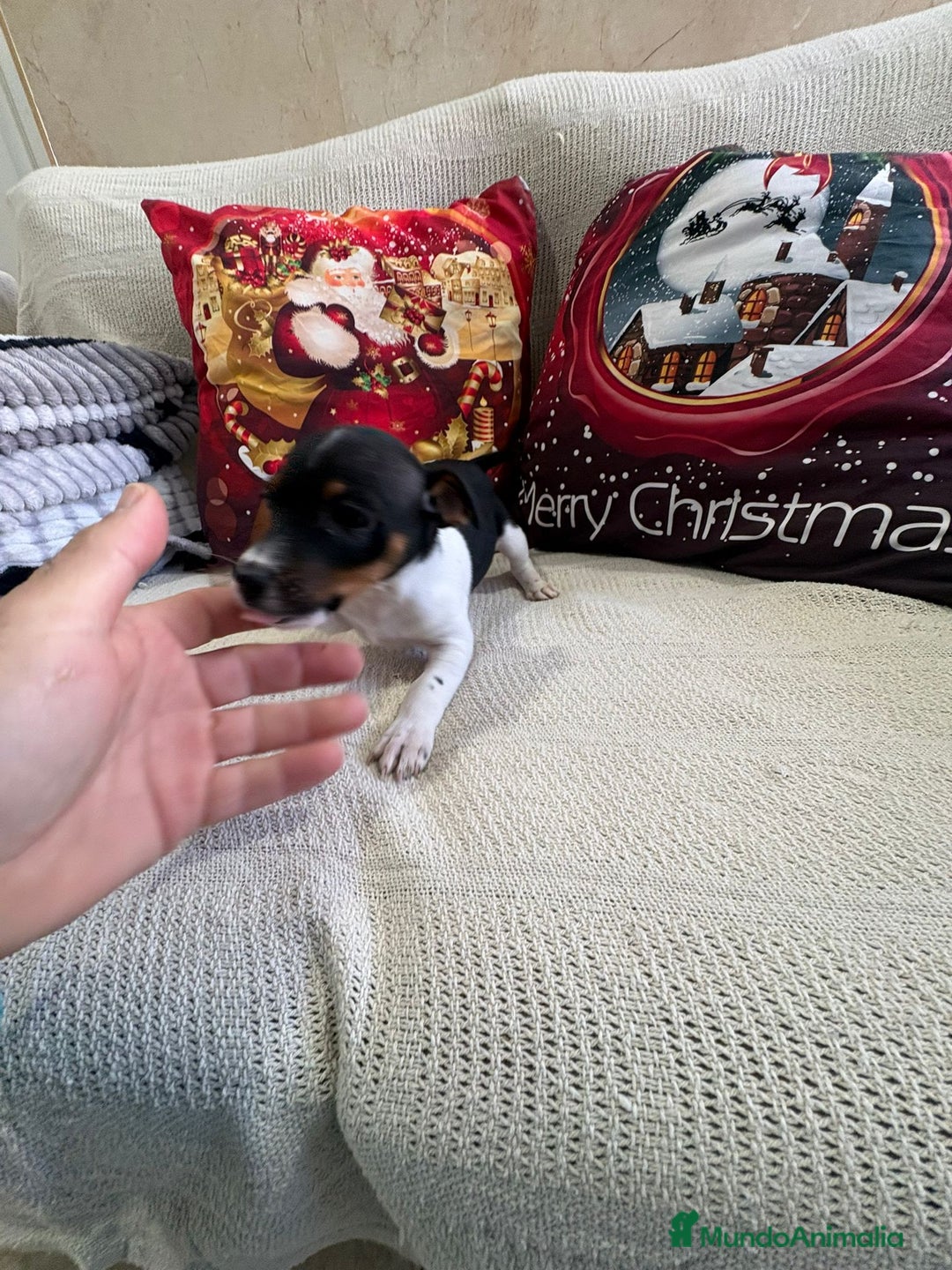 Jack Russell Terrier perros en venta: Jack Russell  - Anuncio 7