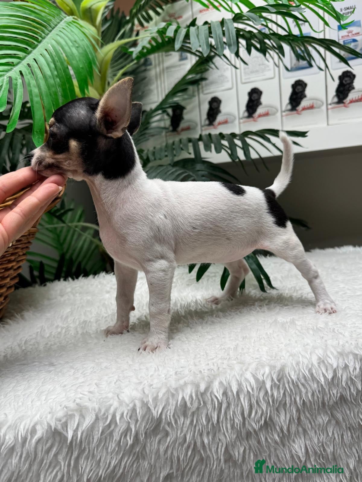 Chihuahua perros 🐾 CHIHUAHUA HEMBRA 🐾 - Anuncio 32