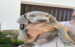 Weimaraner perros en venta: BRACO DE WEIMAR - Imagen 3