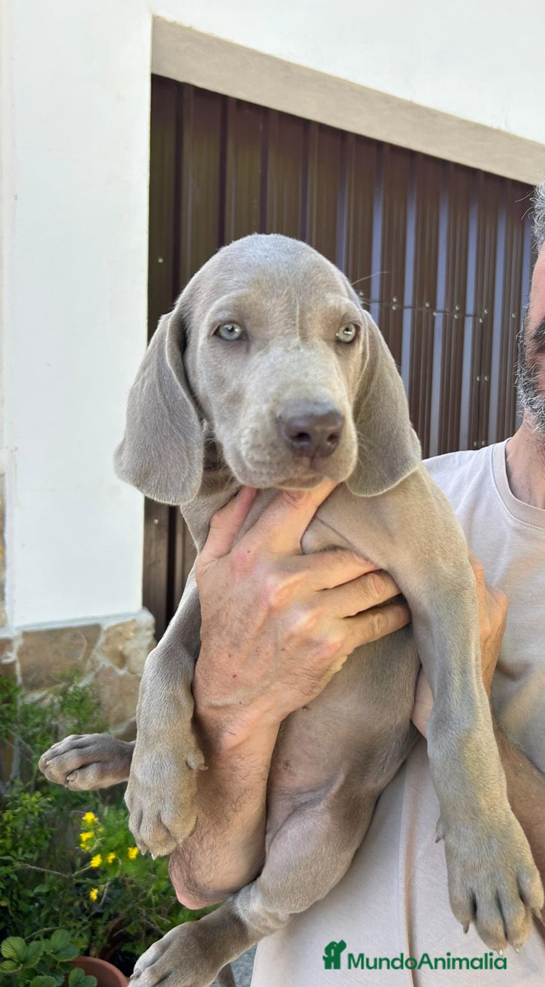 Weimaraner perros en venta: BRACO DE WEIMAR - Imagen 3