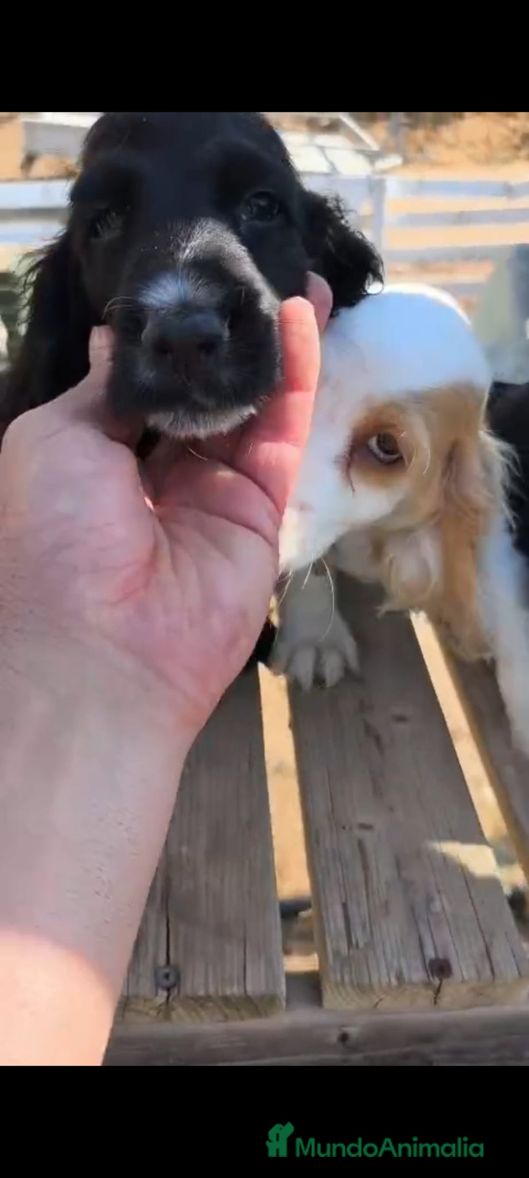 Cocker Spaniel Inglés perros en venta: Cocker spaniel ingles - Imagen 3