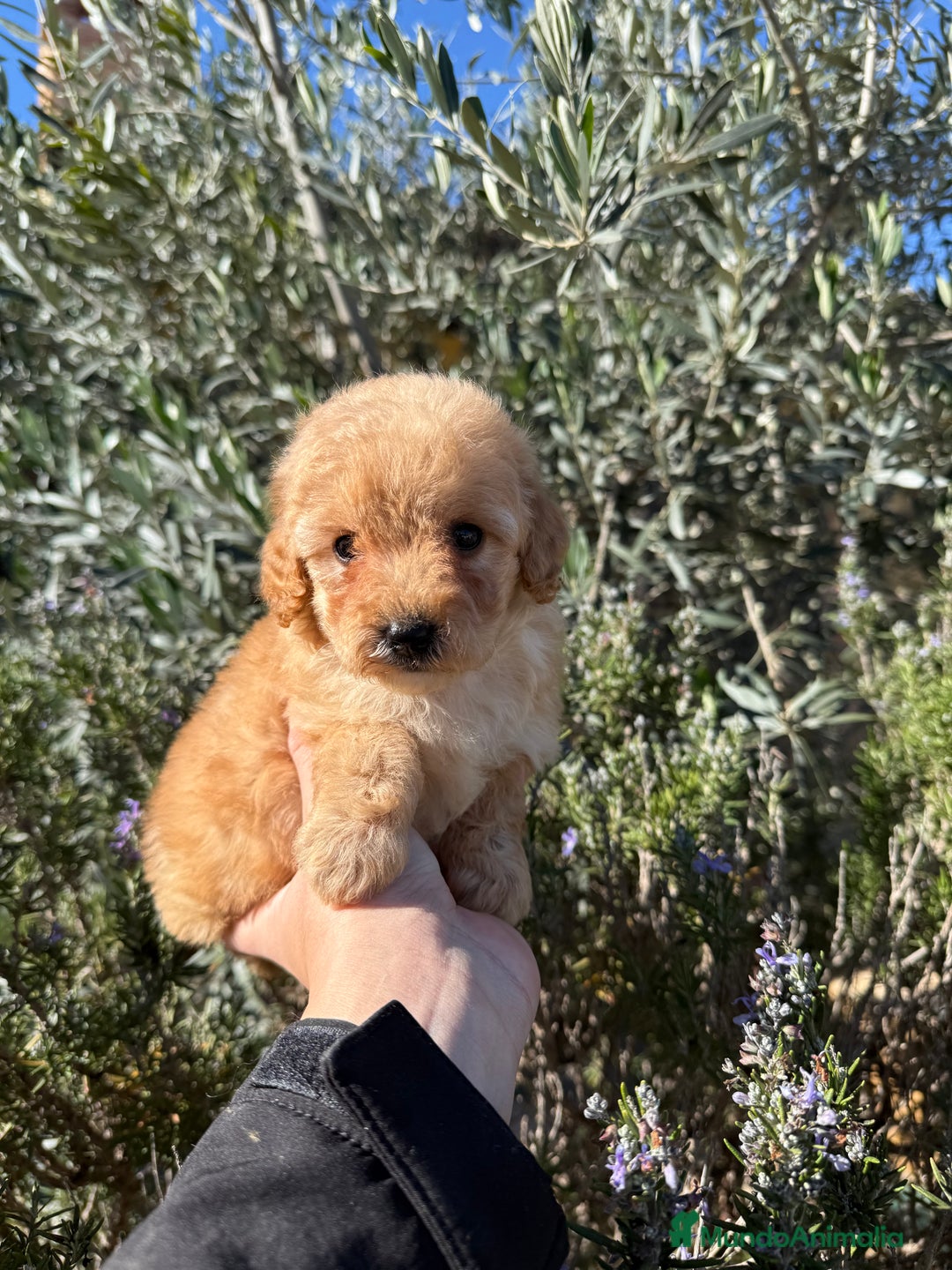 Caniche Toy perros en venta: Caniche toy hembra - Anuncio 1