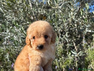 Caniche Toy perros Caniche toy hembra - Anuncio 1