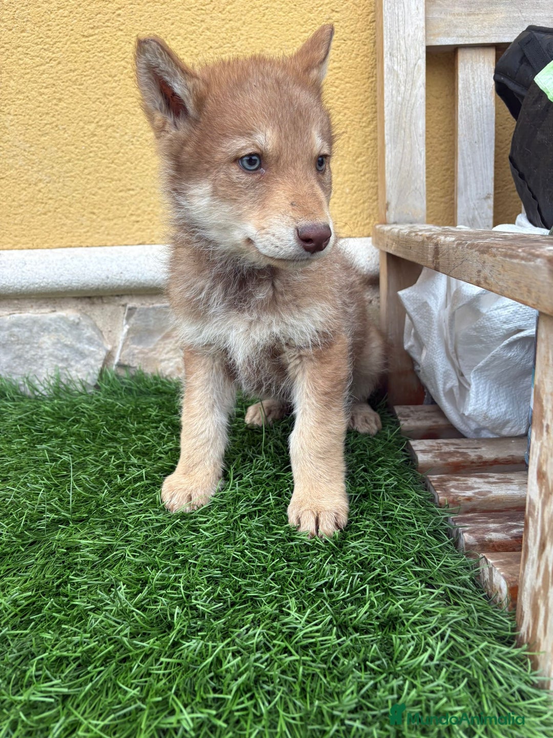 Perro Lobo de Saarloos perros en venta: Camada de Perro lobo Iberico impresionantes  - Anuncio 20
