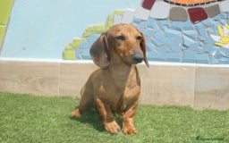 Teckel Miniatura perros en venta: TECKEL MINIATURA ARLEQUÍN  - Imagen 4