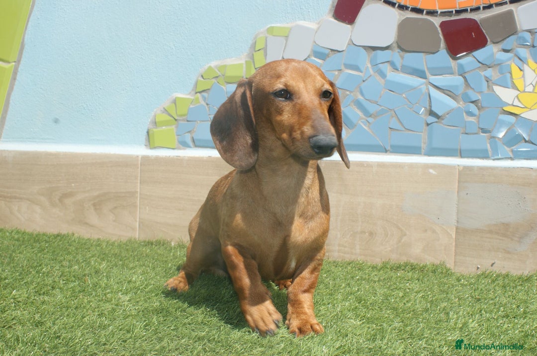 Teckel Miniatura perros en venta: TECKEL MINIATURA ARLEQUÍN  - Imagen 4