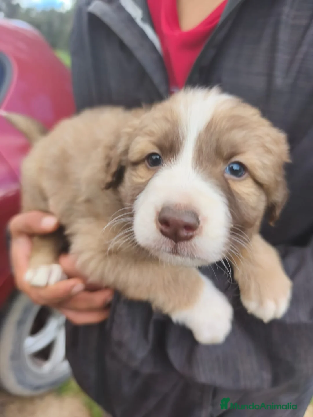 Border Collie perros en venta:  BORDER COLLIE - Anuncio 2