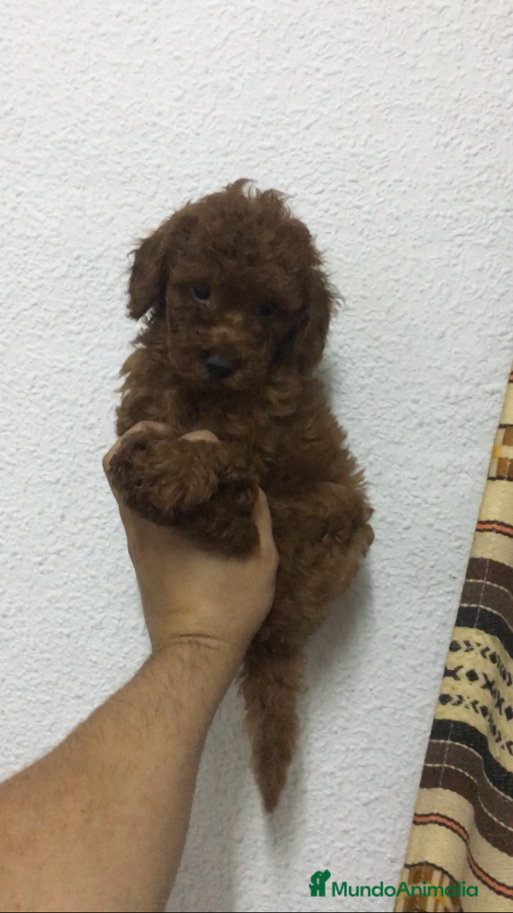 Caniche Toy perros CANICHES TOYS ROJOS PIMENTÓN  en Madrid - Anuncio 7