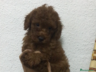 Caniche Toy perros CANICHES TOYS ROJOS PIMENTÓN en Madrid - Anuncio 3