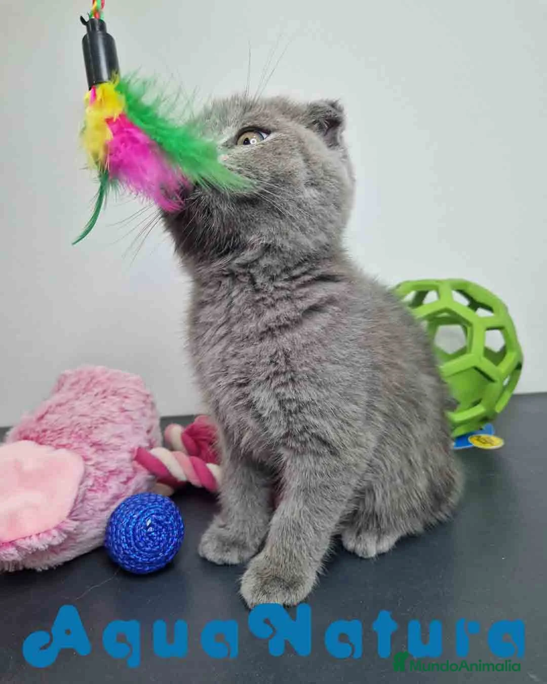 Scottish Fold gatos en venta: Scottish Fold Shorthair Hembra 1930 AQUANATURA - Anuncio 2