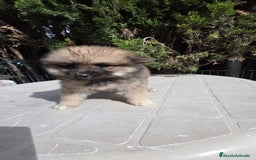 Spitz pequeño - Kleinspitz perros en venta: Spitz pequeño  - Imagen 3