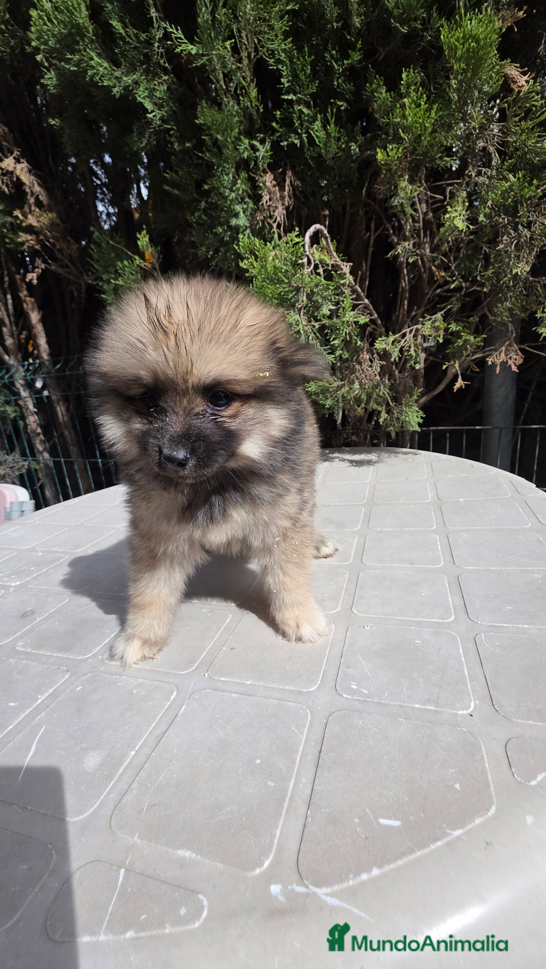 Spitz pequeño - Kleinspitz perros en venta: Spitz pequeño  - Imagen 3