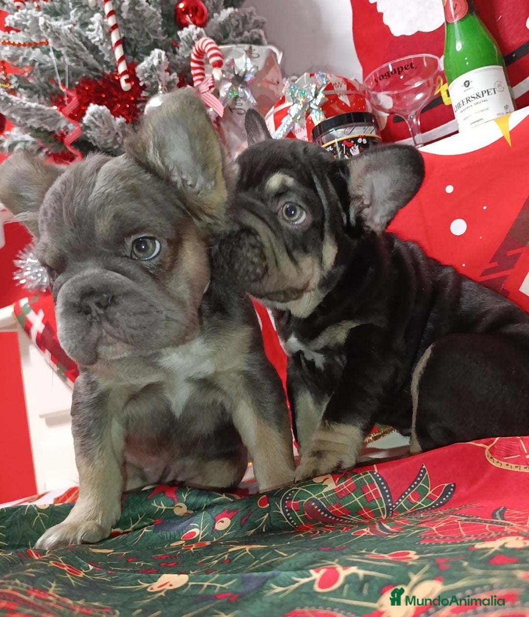 Bulldog Francés perros en venta: Bulldog Big rope  - Anuncio 2