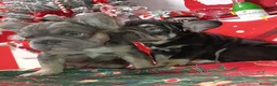 Bulldog Francés perros en venta: Bulldog Big rope  - Anuncio 2