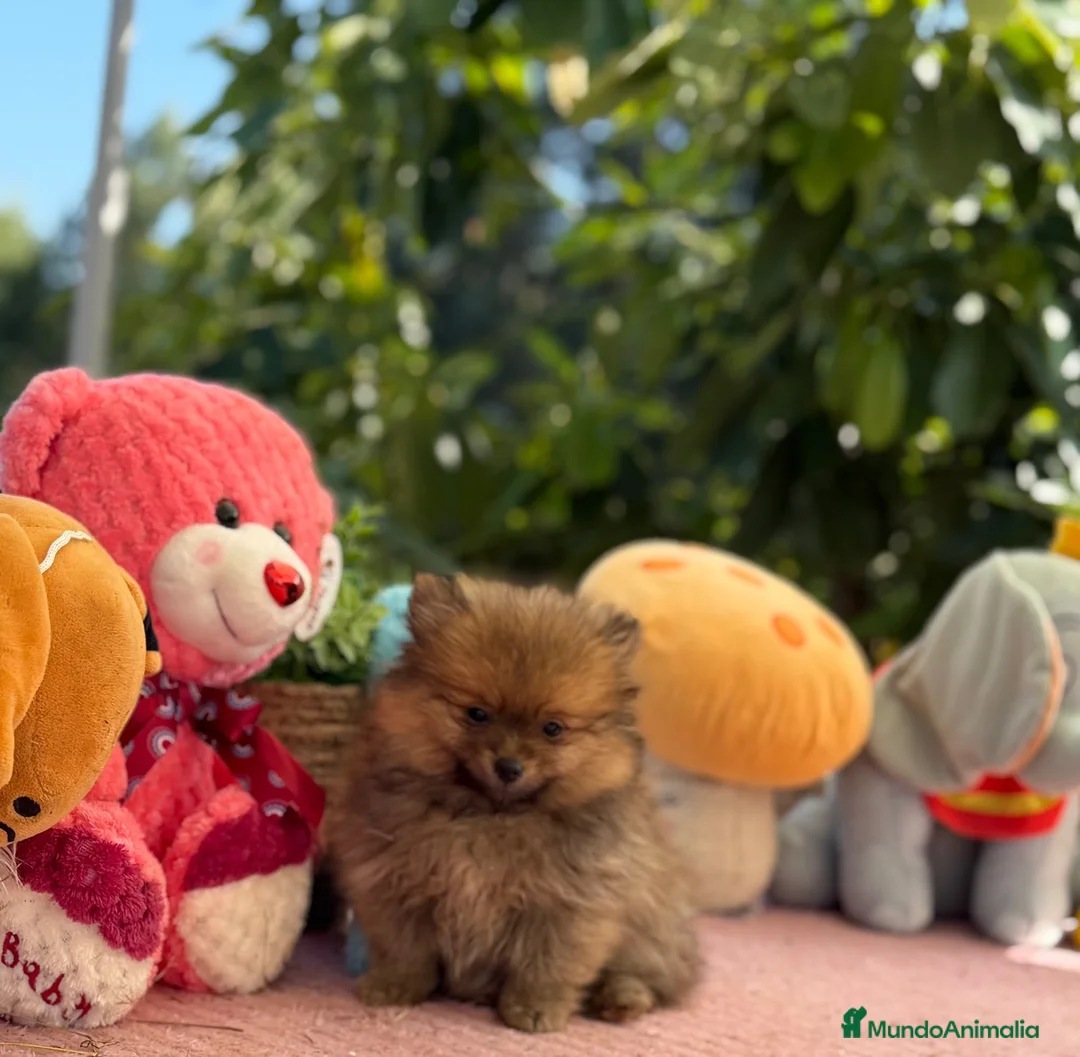Pomerania perros en venta: Machito pomerania  - Anuncio 2