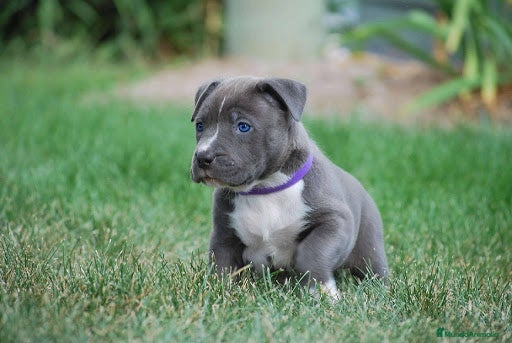 American Staffordshire-Terrier perros AMERICAN STAFFORD BLUE OJOS AZULES en Sevilla - Anuncio 2