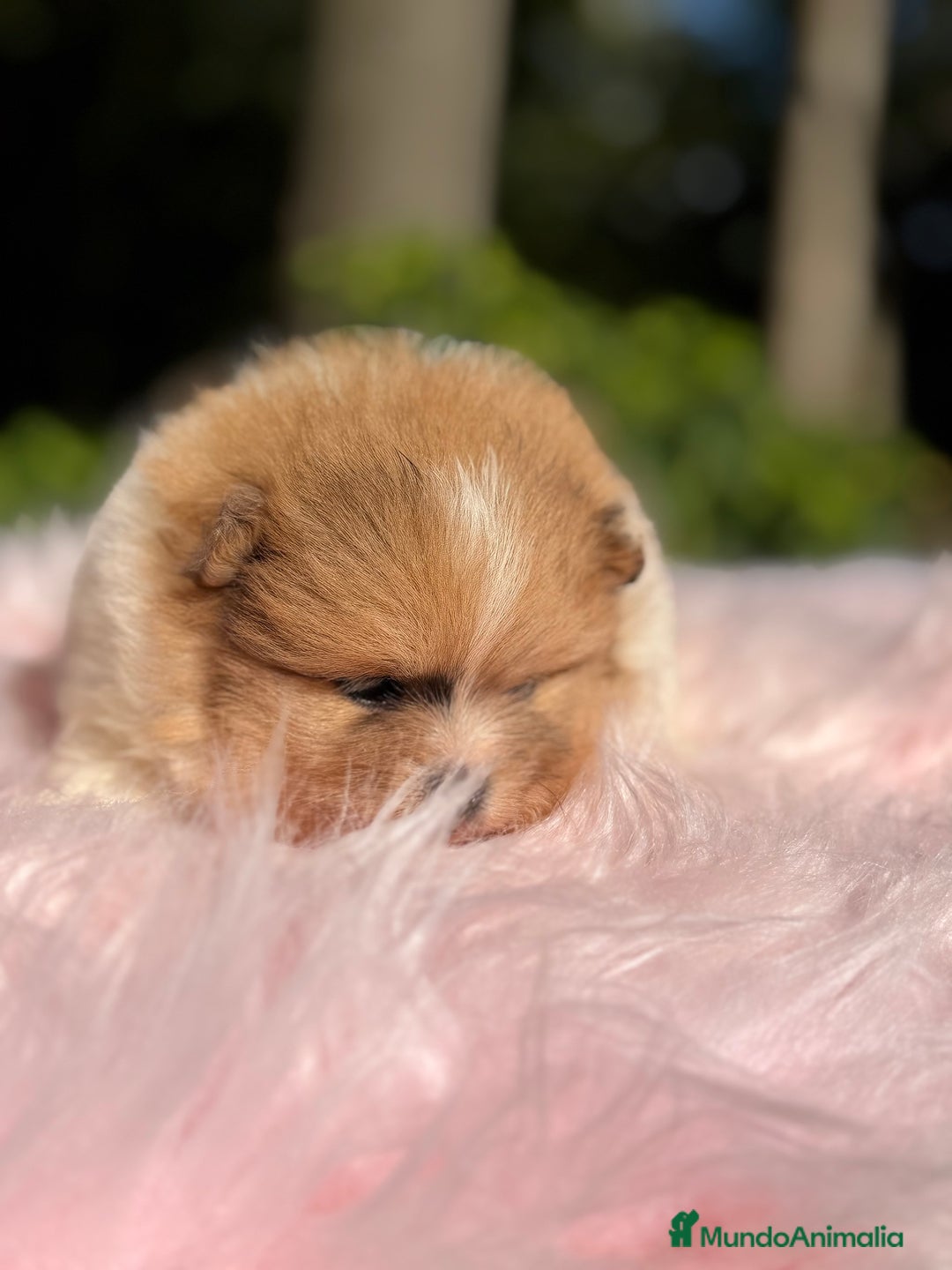 Pomerania perros en venta: Pomerania Partycolor - Imagen 2